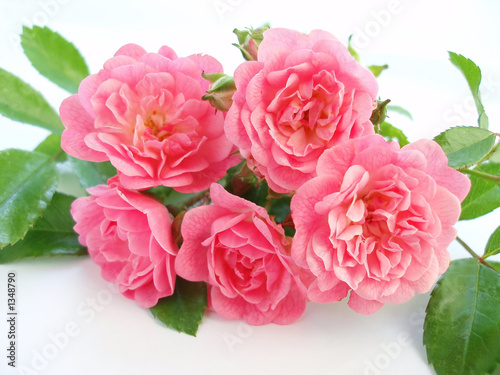 Tapeta ścienna Różowa róża