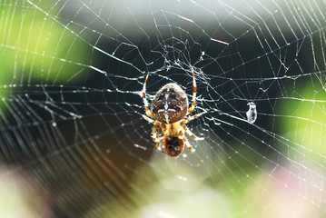 spider