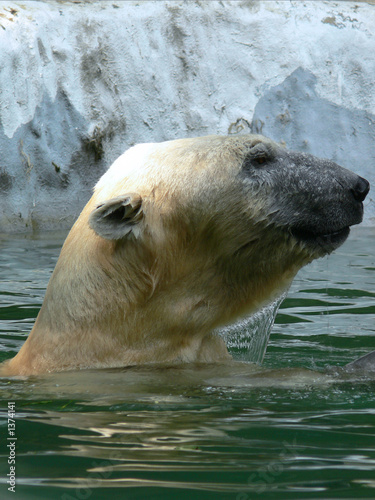 Plakat na papierze fotorealistycznym Polarbear01