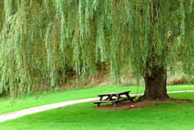 Weeping Willow Picnic