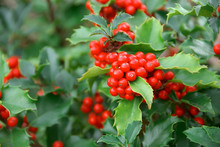 Yuletide Holly Berries