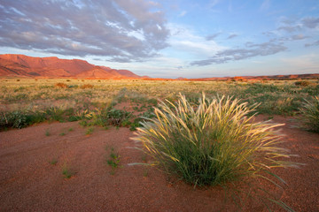 Canvas Print - grassland landscape