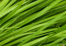 Droplets On Grass - Shallow Focus