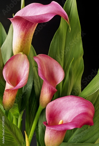 Fototapeta na wymiar pink calla lillies