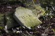 fallen headstone