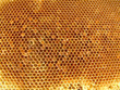 alvéoles ruche 2