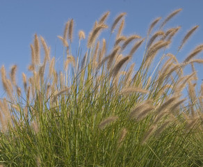 Naklejka na meble tall grass against blue sky