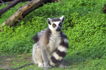 Wall Mural - lemur