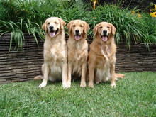 Three Golden Retrievers