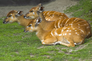 Wall Mural - young antelope