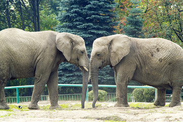 Wall Mural - elephants
