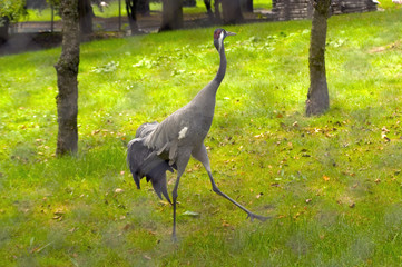 Wall Mural - crane