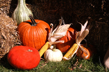 pumpkin patch