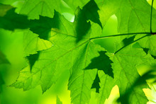 Green Maple Leaves Macro
