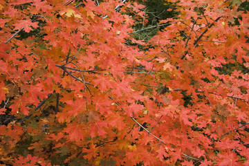 Wall Mural - fall leaves on mountain tree