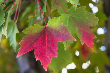 Wall Mural - fall maple leaf pair