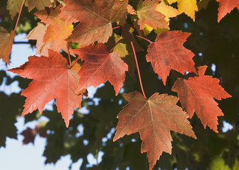 Wall Mural - orange maple leaves