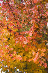 Wall Mural - maple leaves in fall change