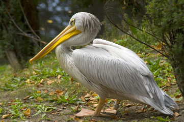 Wall Mural - pelican