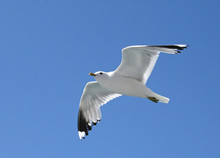 soaring seagull