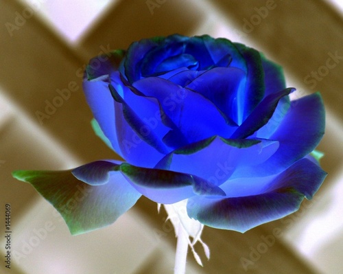 niebieski-kwiat-rozy