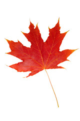 maple leaf