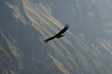 Condor In Colca Canyon,peru