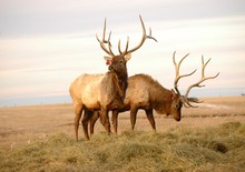 Two Elk