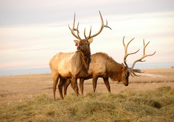 two elk