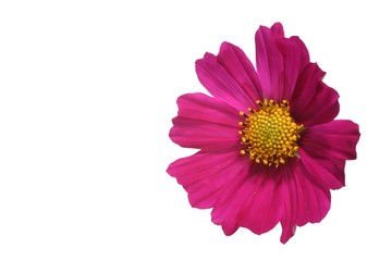 Wall Mural - cosmos