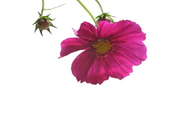 Wall Mural - cosmos