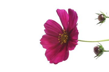Wall Mural - cosmos