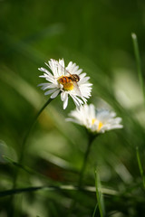 Wall Mural - green meadow