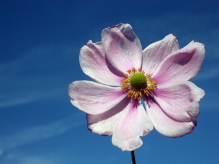 Wall Mural - japanese anemone 117