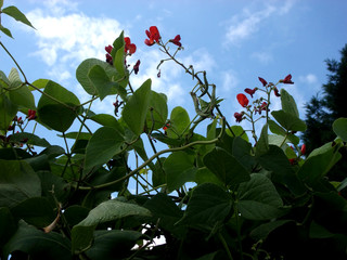 Wall Mural - runner bean plant 4