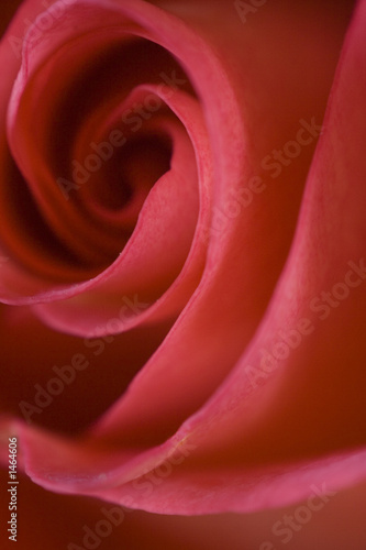 Red And Yellow Rose Macro 2 Buy This Stock Photo And