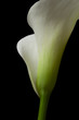 canvas print picture - calla lily 13