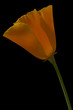 canvas print picture - california poppy 1