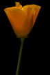 canvas print picture - california poppy 1