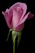Leinwandbild Motiv pink rose 4