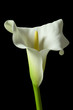 canvas print picture - calla lily 17