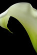 canvas print picture - calla lily 19