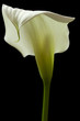 canvas print picture - calla lily 20