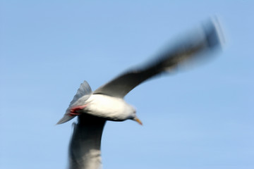 Wall Mural - bird seagull