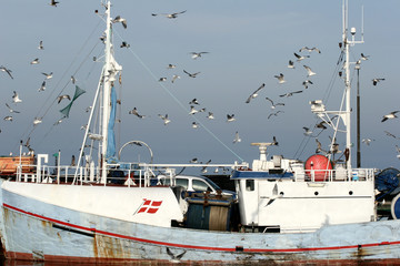 Wall Mural - bird seagull