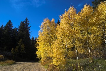 Wall Mural - colorful aspen on a country dirt road