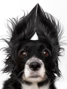 Fototapete -  - dog
