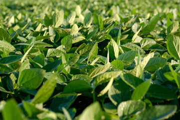 soy bean farming