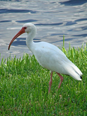 ibis by the lake