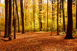 fall forest landscape